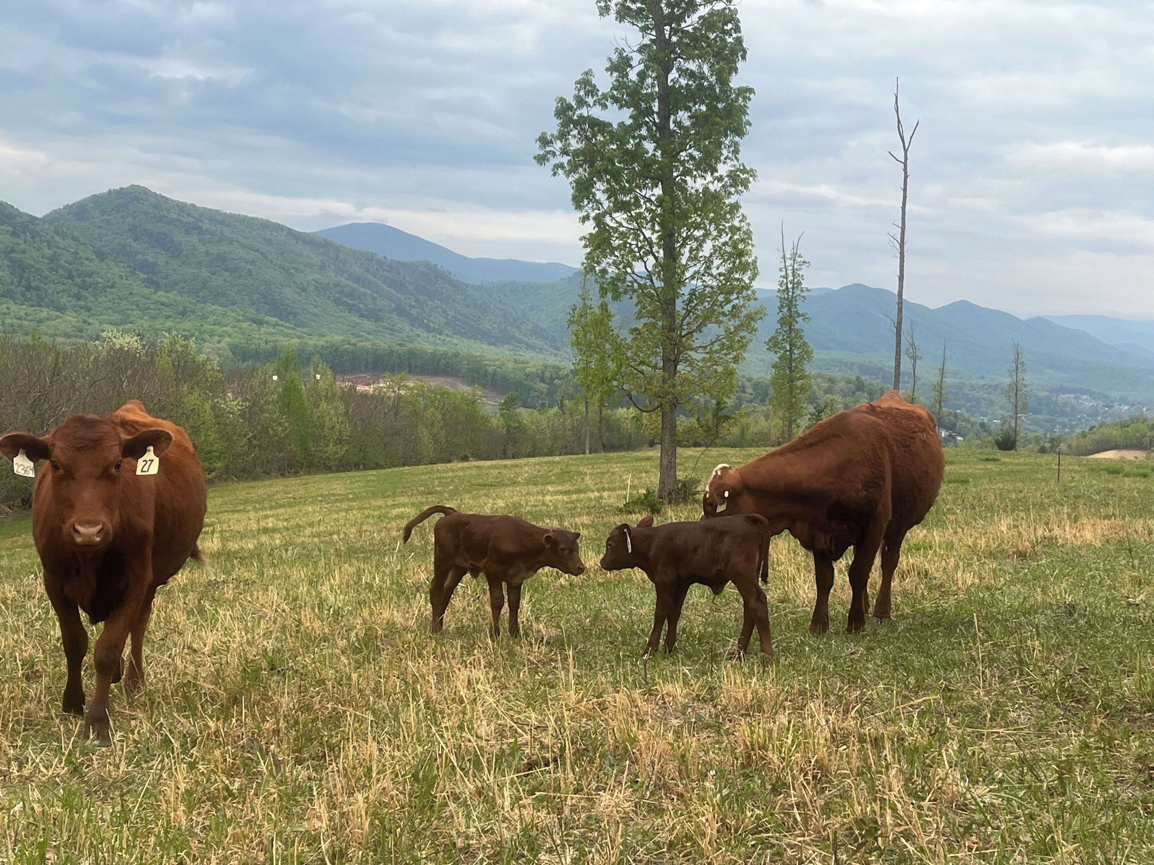 A grassy field with cows and a tree.