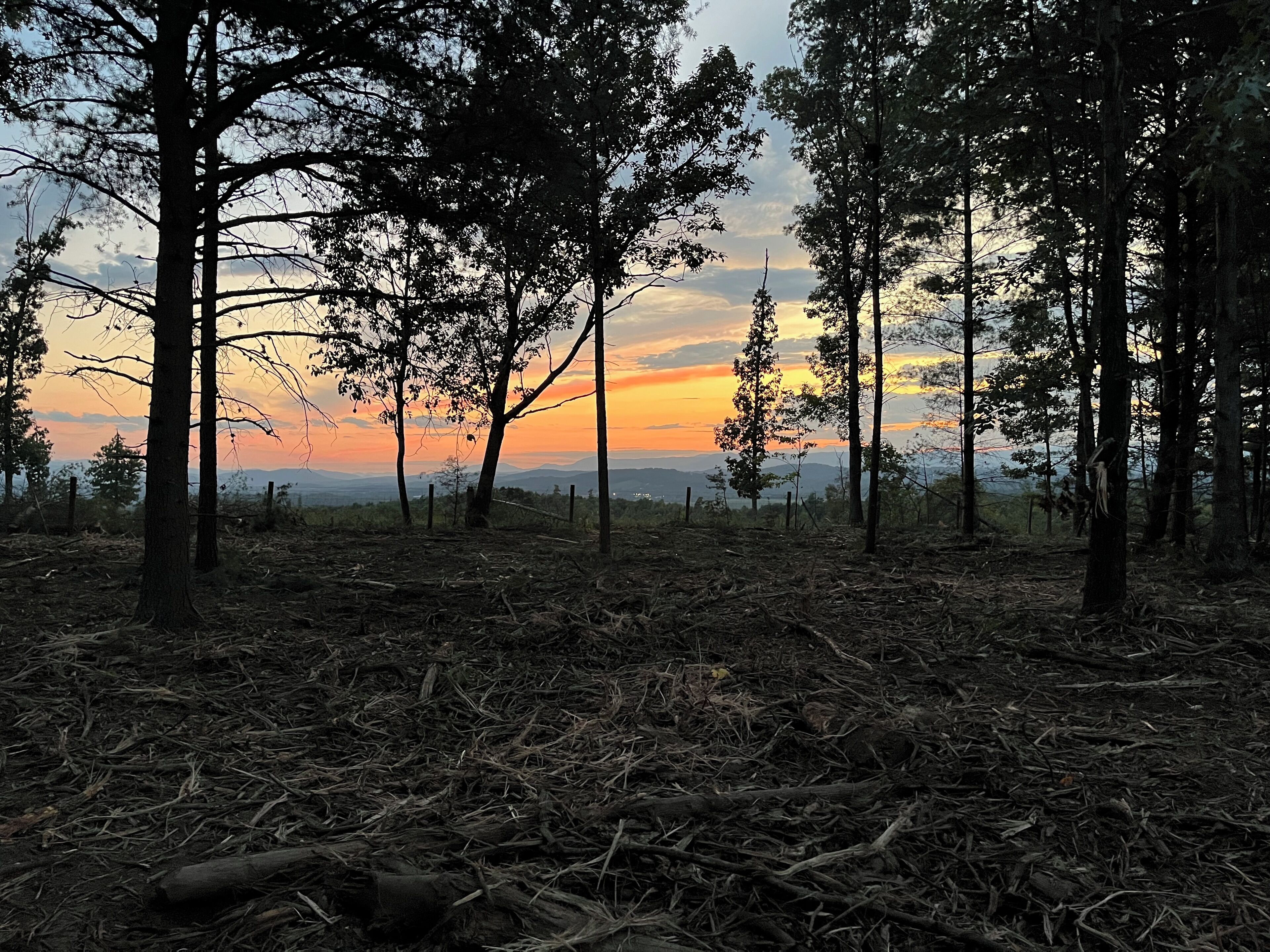A forested area with trees and a sunset in the background.