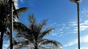 Une plage bordée de palmiers, un ciel dégagé et une mer calme.