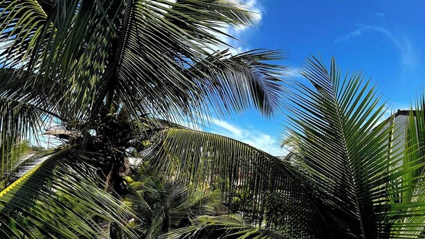 Une piscine entourée de palmiers, avec un ciel bleu dégagé.