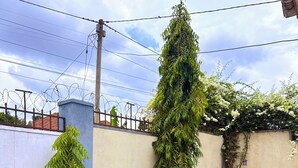 Um jardim bem cuidado, com diversas plantas e gramado aparado.