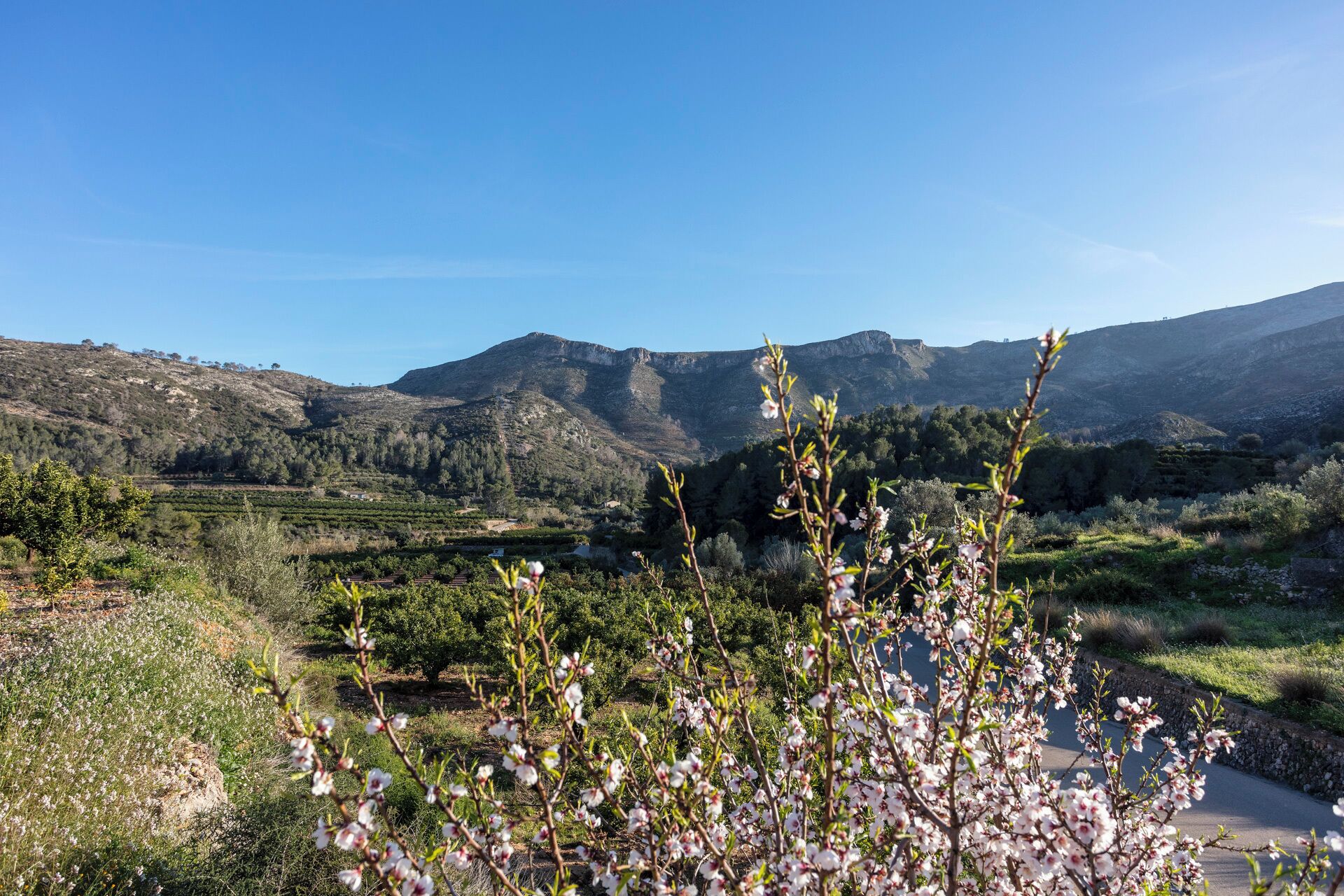 Viñedos con hileras de parras y una cadena montañosa al fondo.