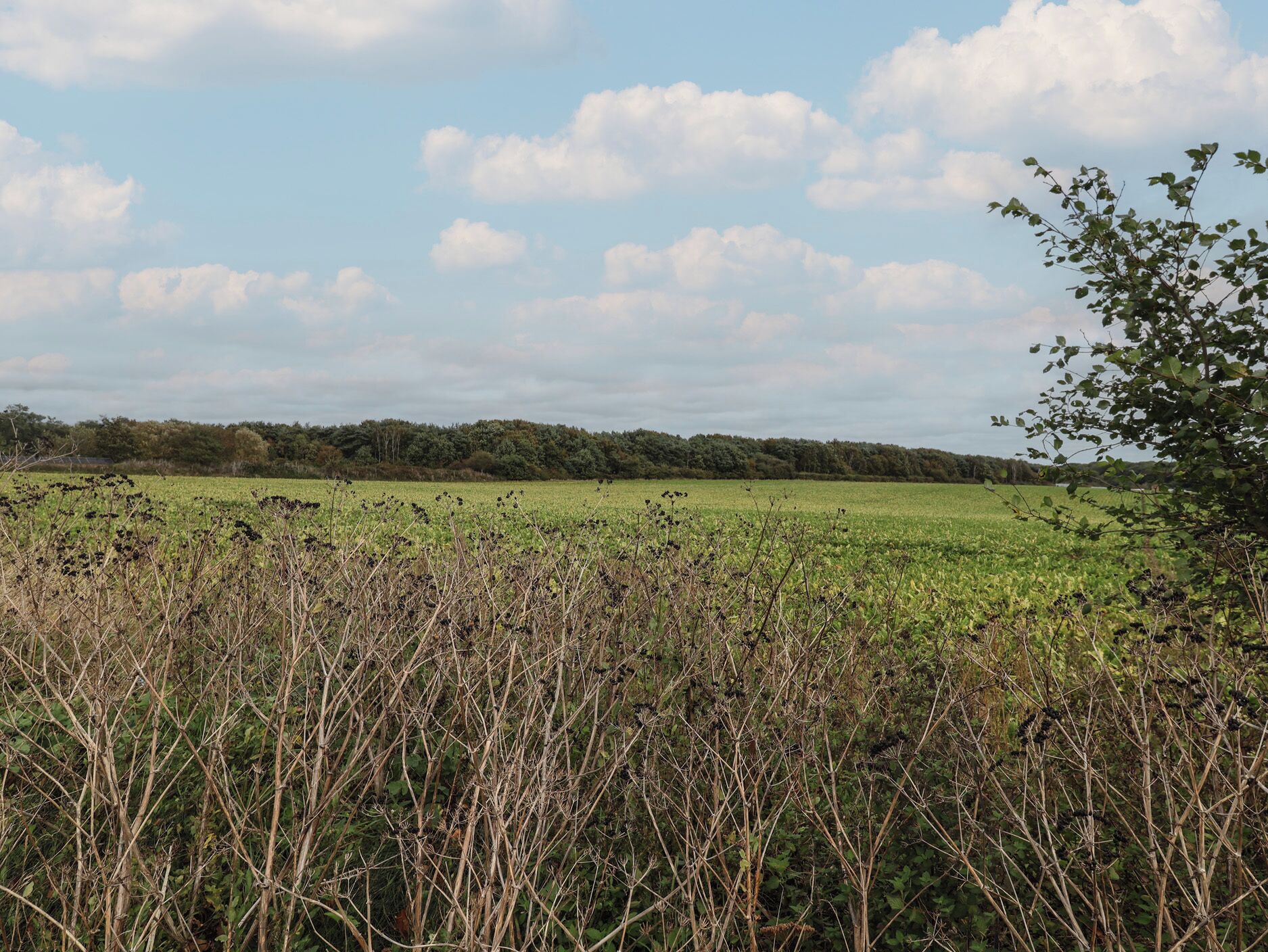 A field with a line of trees in the background and a clear sky.