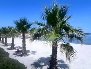 Een strand met palmbomen en een heldere lucht.