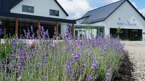A modern building with a sign reading "BLEU LAVANDER" and a garden with purple flowers in front.