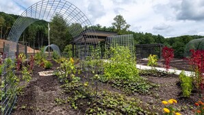 Ein Garten mit verschiedenen Pflanzen und einem Gewächshaus.