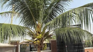 Un palmier avec des noix de coco, un réservoir d’eau noir et un mur de briques.
