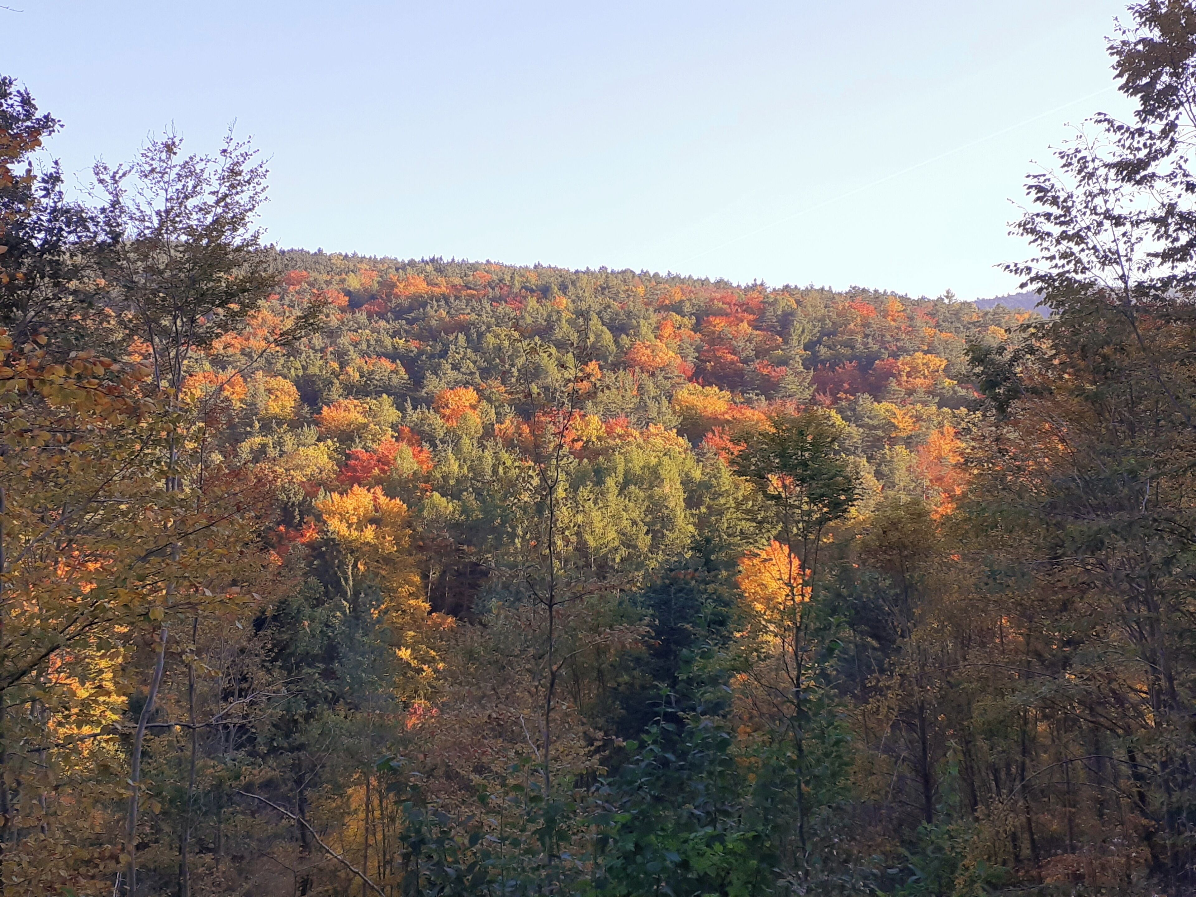 A forested area with dense trees and a hill in the background.