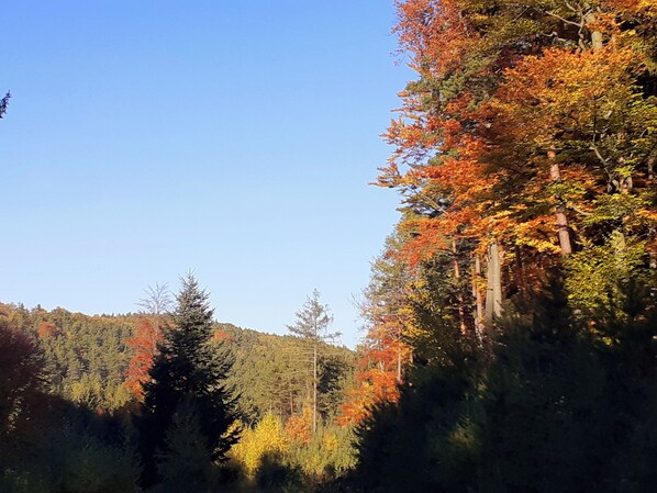 A forested area with a clear sky. - Specially equipped mini-apartment (Forchtenstein)