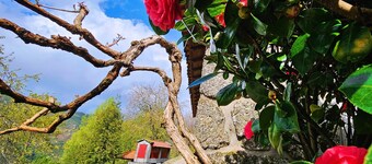 Casa das Cerejeiras near Gerês