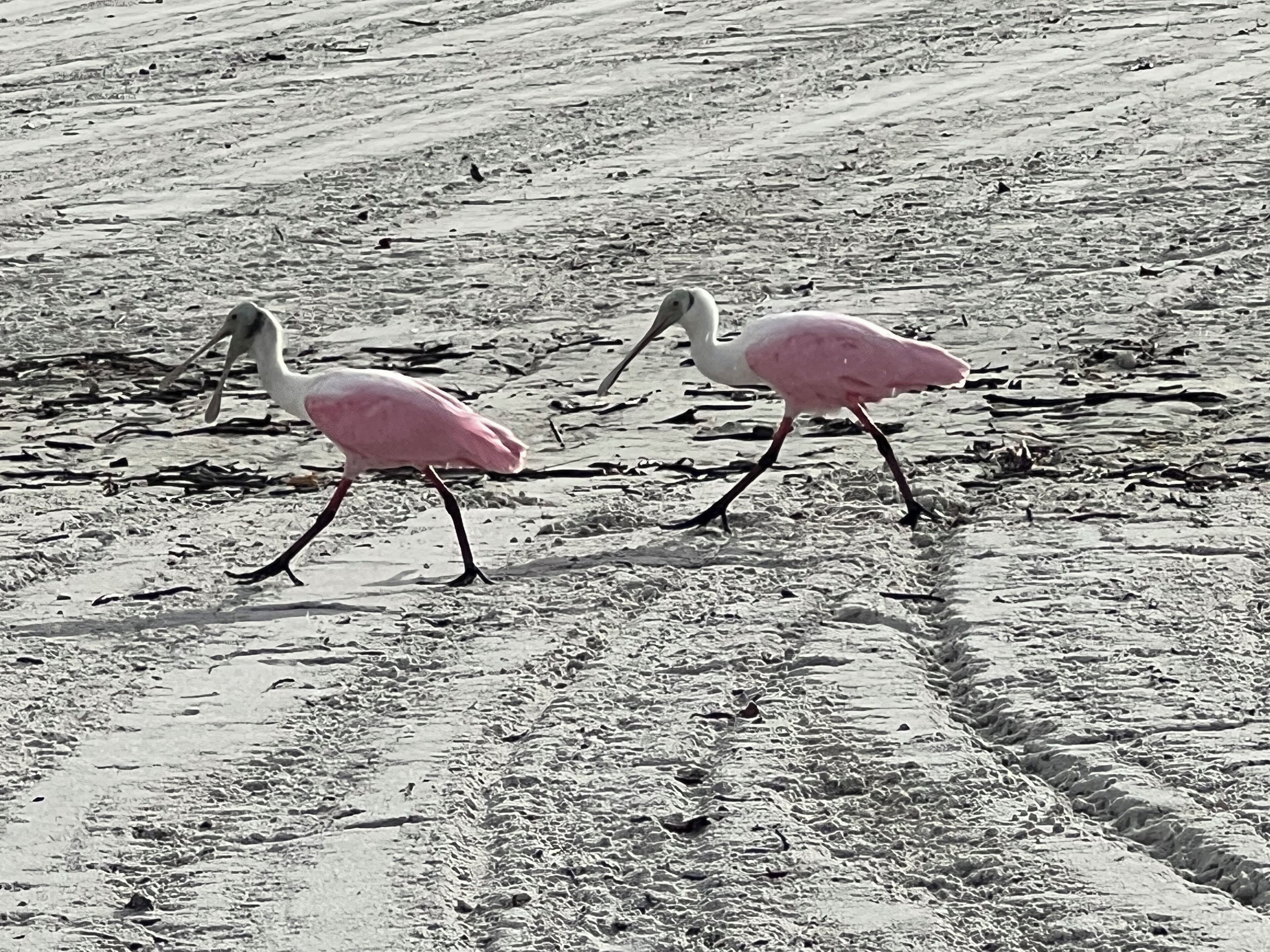 Twee roze flamingo's lopen over een zandstrand.