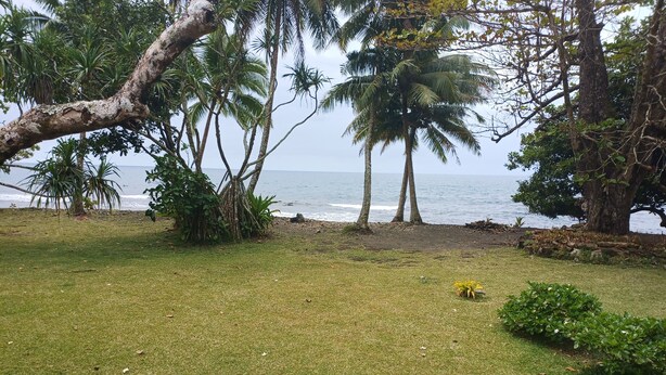 A grassy area with palm trees and a view of the ocean.