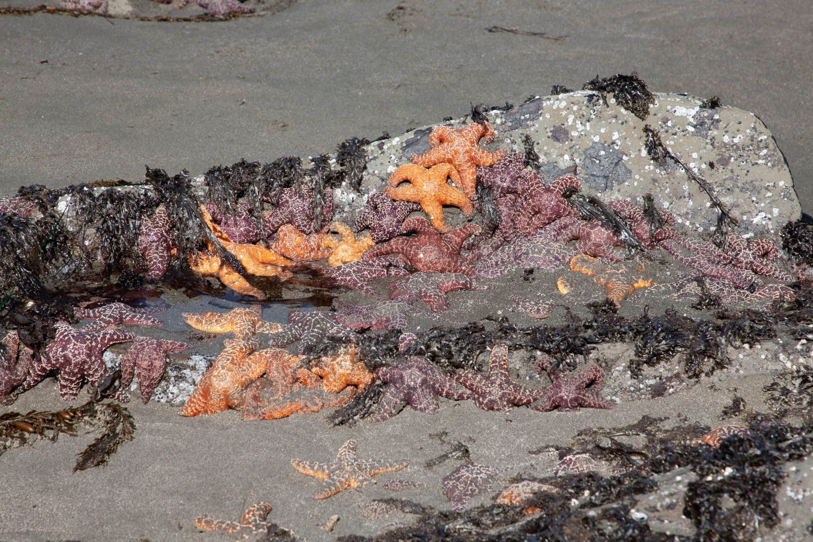 Una playa con algas marinas y estrellas de mar dispersas sobre la arena.