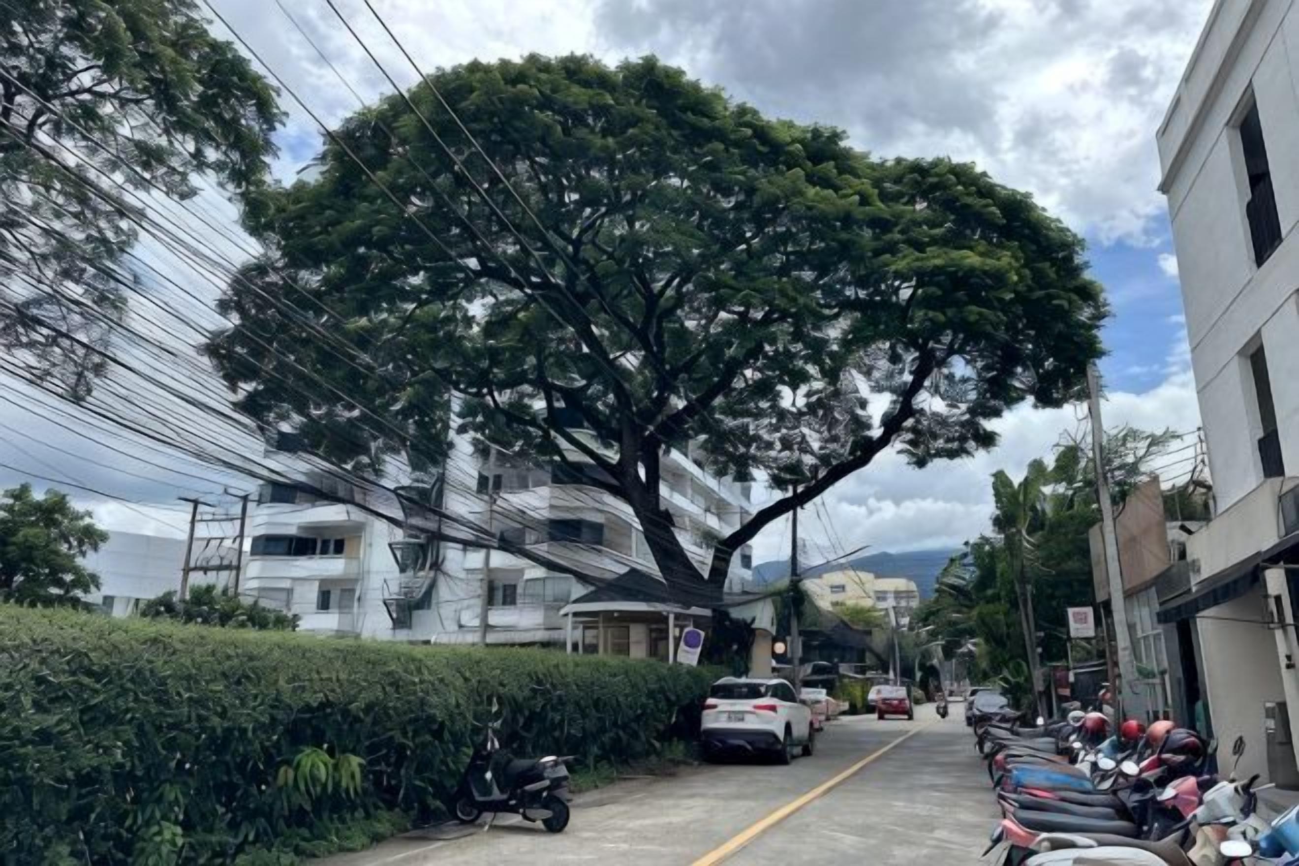 A street lined with parked cars and a large tree.