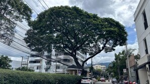 A street with parked cars, a tree, and buildings.