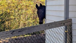 A horse behind a fence near a building with a metal water trough in front.
