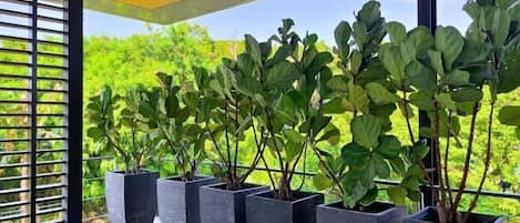 Jardim