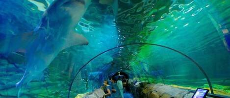 Ein Unterwassertunnel mit klarem Wasser, Felsen und einer digitalen Informationsanzeige.
