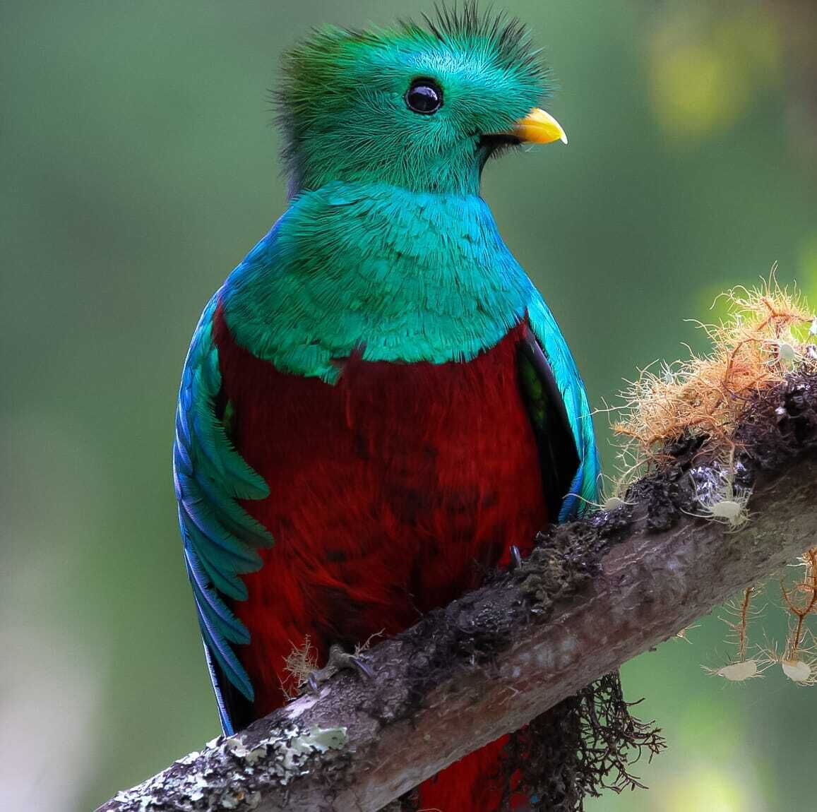 Un ave con plumaje verde y rojo llamativo posada sobre una rama.