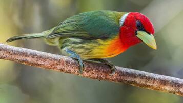 Een kleurrijke vogel zit op een tak.