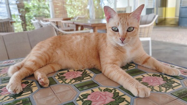 A cat lying on a patterned tile table in a room with a view of outdoor furniture and greenery. - Roka Resort by ARKasia Foundation (Bintan)