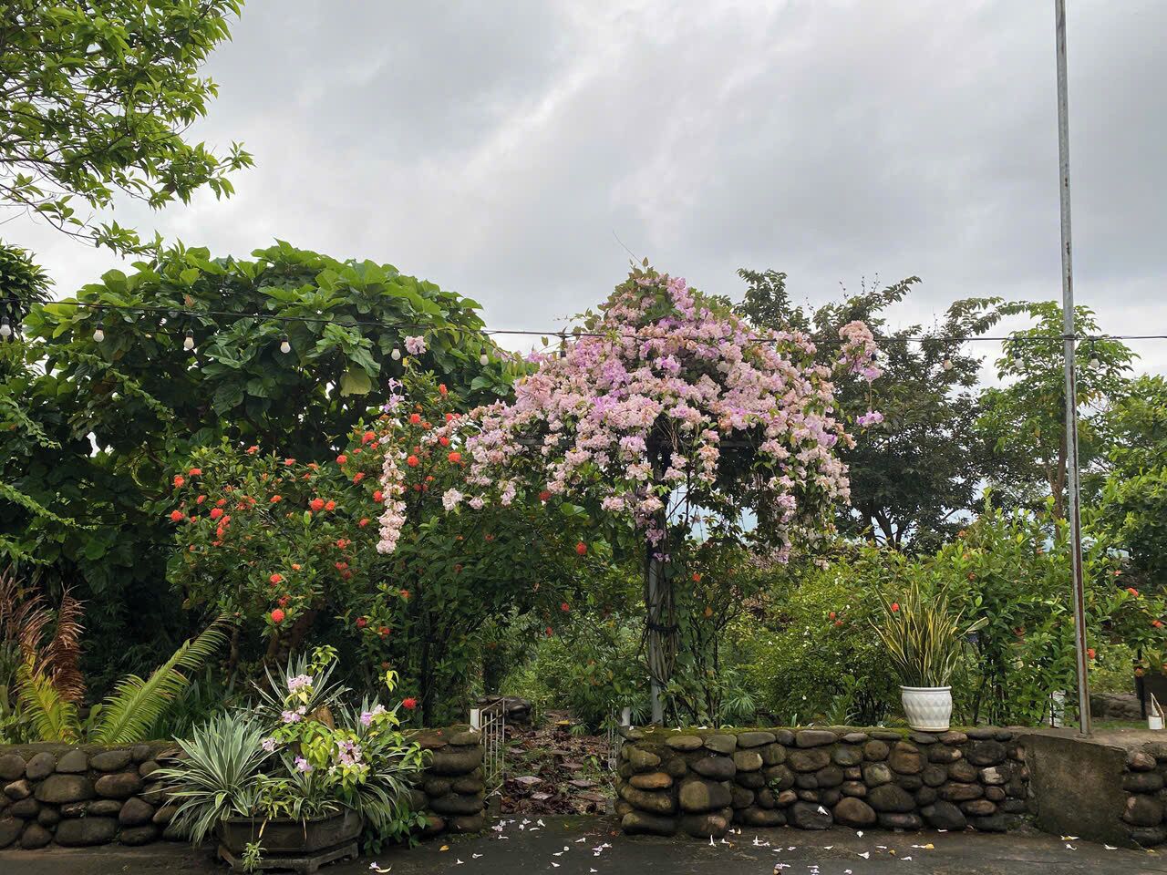A garden with a variety of plants and a stone wall.