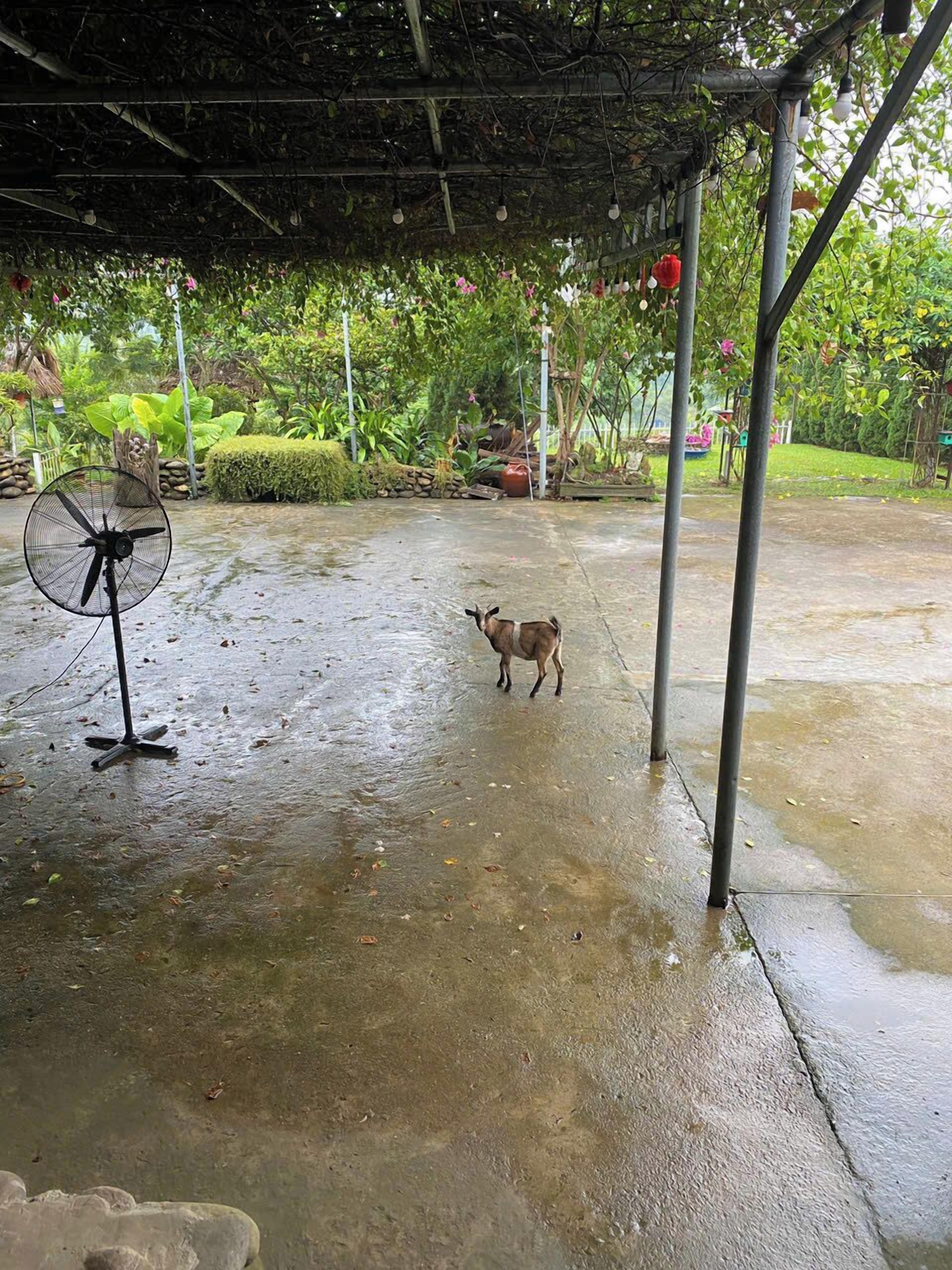 A covered outdoor area with a concrete floor, a standing fan, and a small goat standing in the center.
