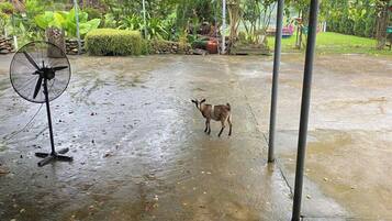 A covered outdoor area with a concrete floor, a standing fan, and a small goat standing in the center.