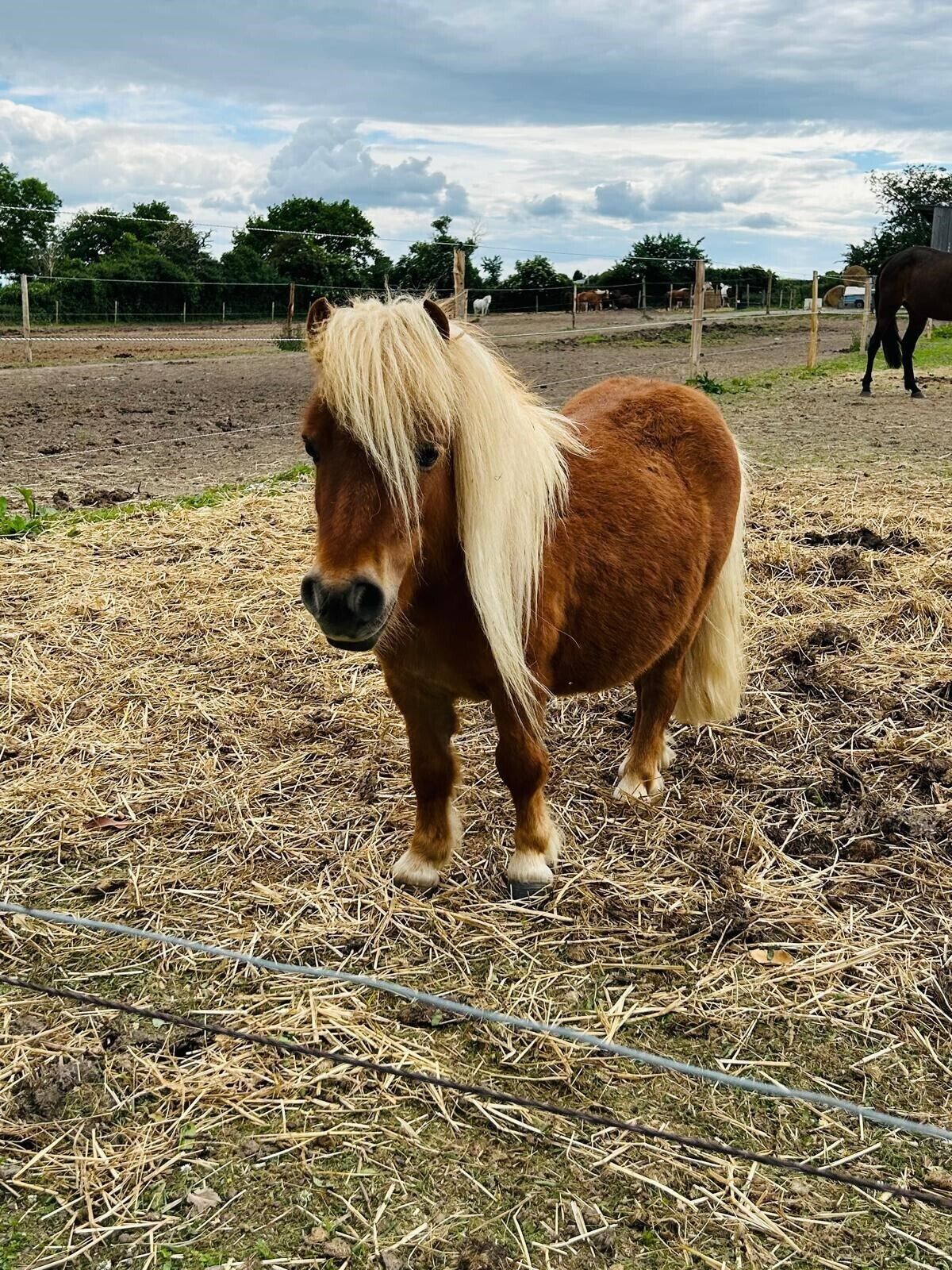 Un petit poney brun à la crinière blanche se tient dans un enclos, et le sol est recouvert de paille.