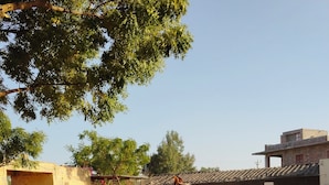 Un cavallo in un'area aperta con edifici sullo sfondo.