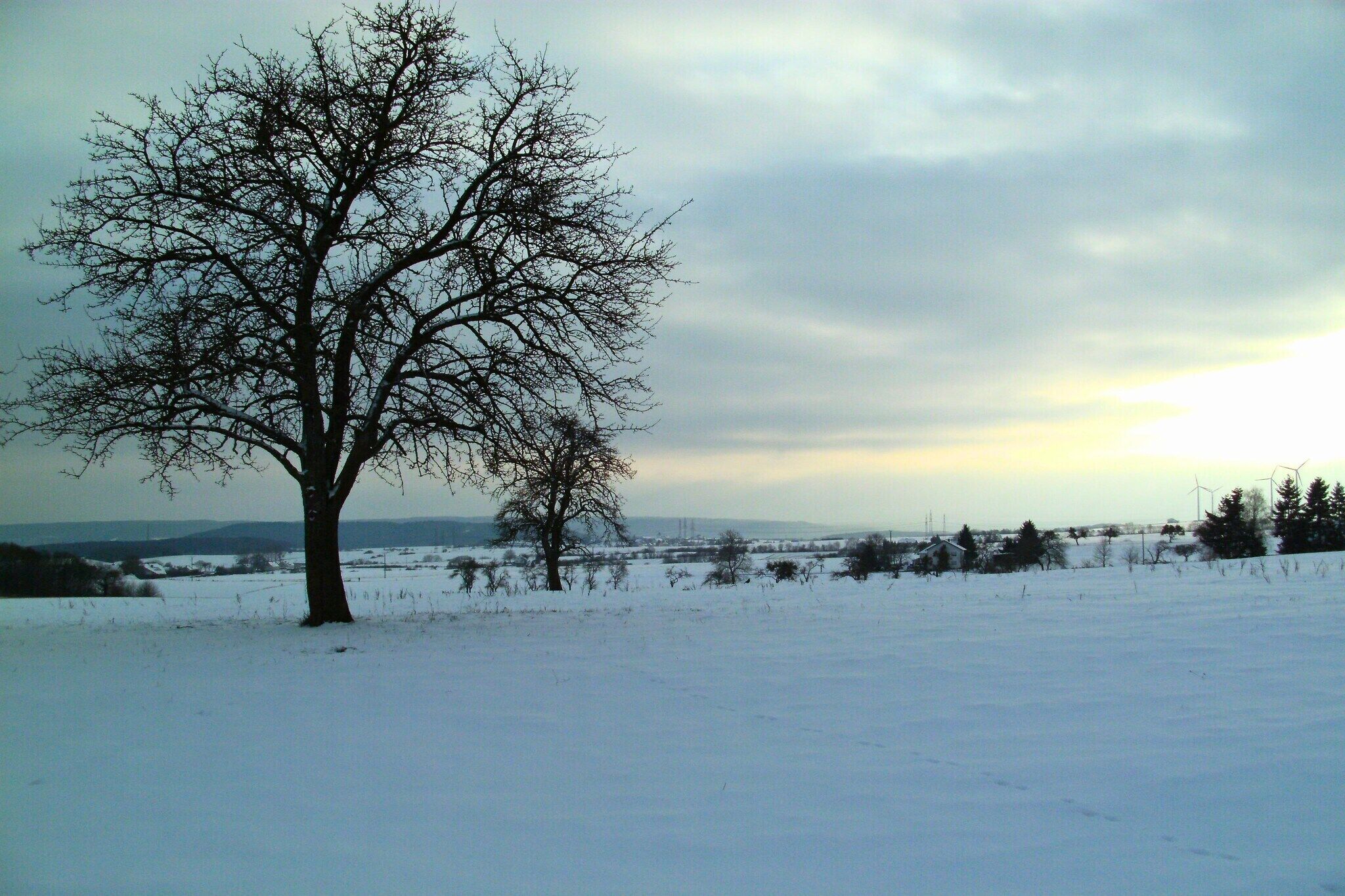 A snow-covered landscape with a prominent leafless tree in the foreground and a distant view of wind turbines.