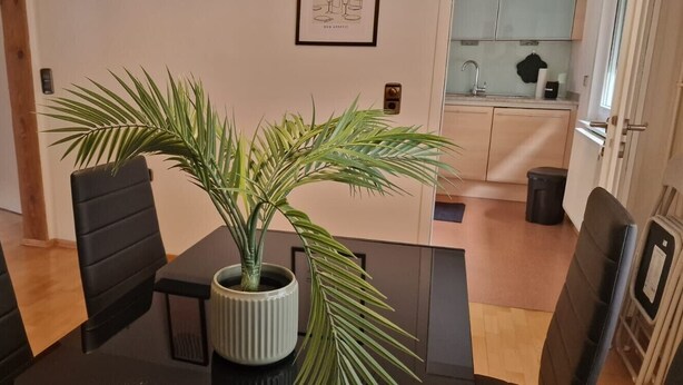 A dining table with chairs, a potted plant, and a kitchen area in the background.