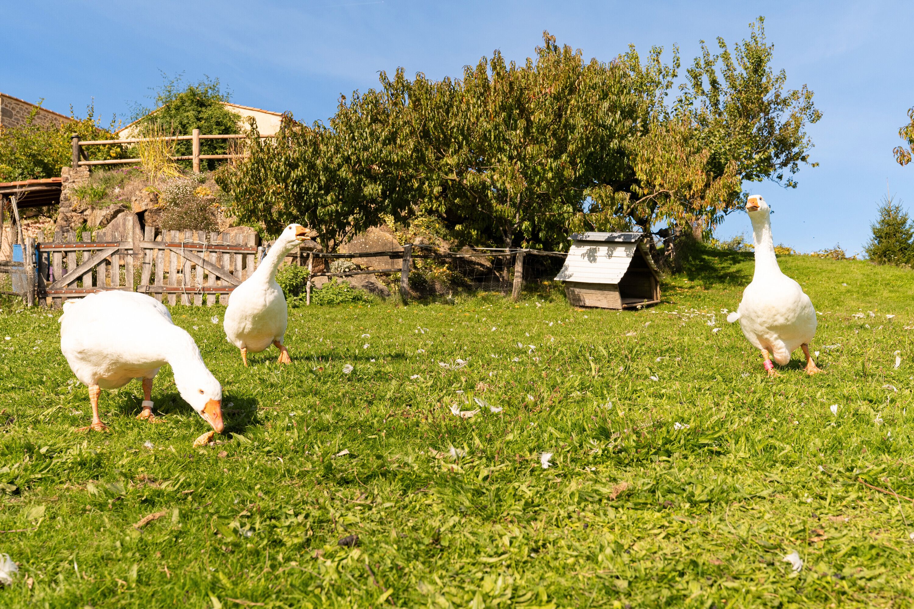 Terrein van de accommodatie