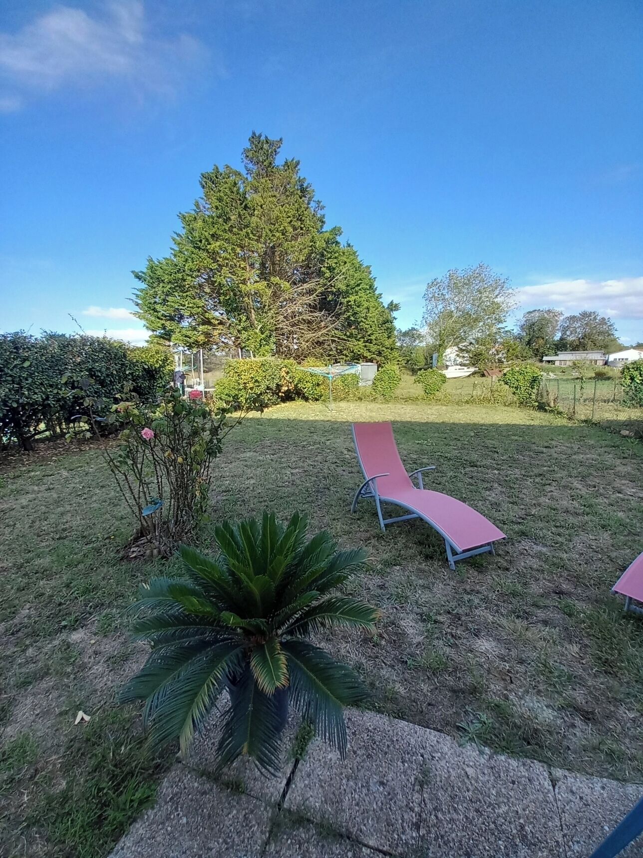 A grassy backyard with a palm tree, two pink lounge chairs, and a large tree in the background.