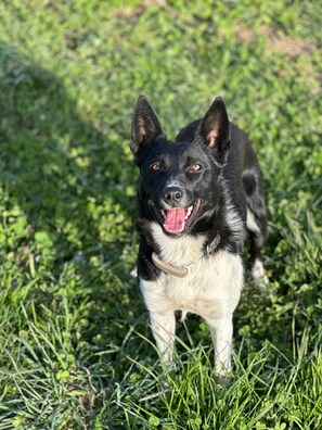 A dog standing in a grassy area. - Holiday Home Small but Nice (Gottmadingen)