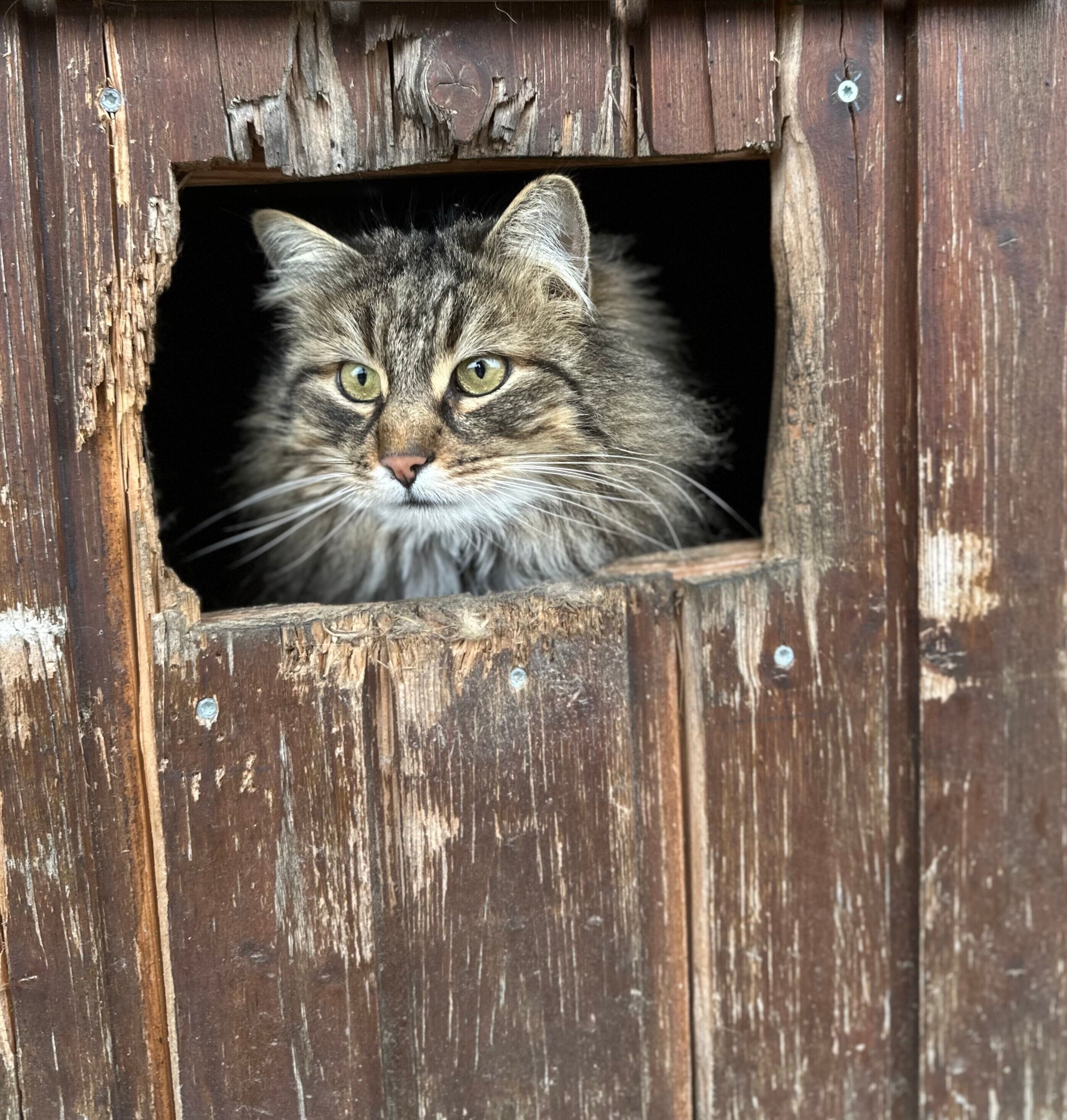 ペット同伴可