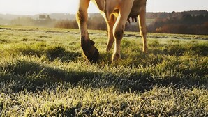 A cow in a grassy field with a clear sky.