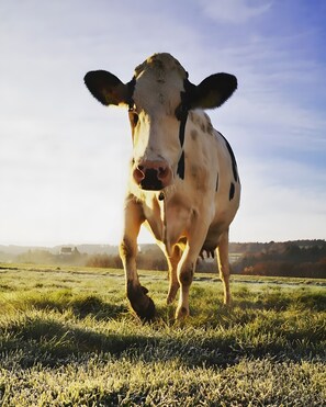 Miscellaneous - Holiday Home Small but Nice (Gottmadingen)