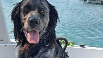 Huisdieren toegelaten