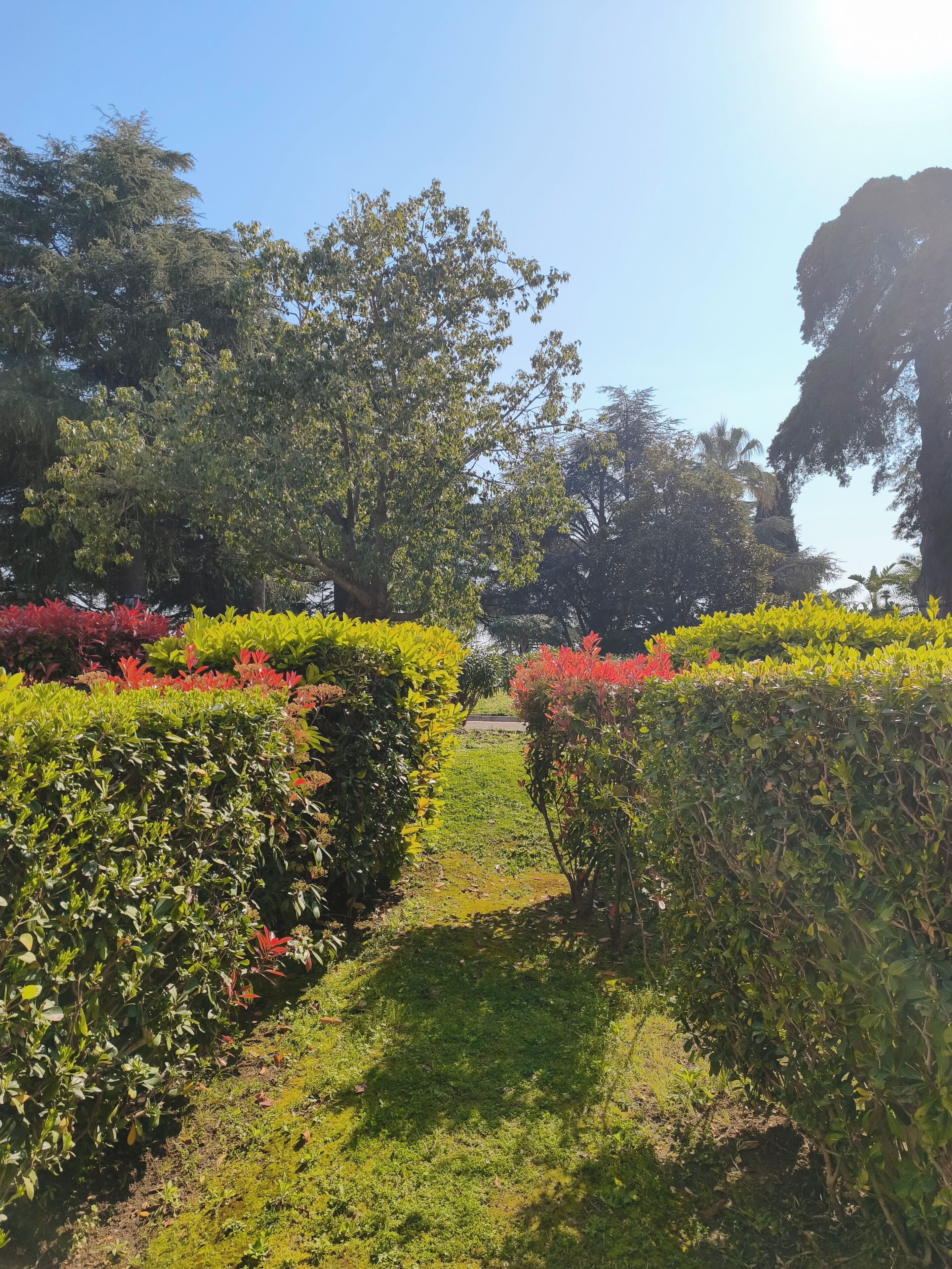 A garden pathway surrounded by neatly trimmed hedges and trees.