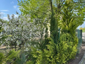A garden with various plants and a fence.