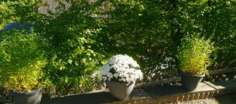 Ferien-und Monteurwohnung Ruck