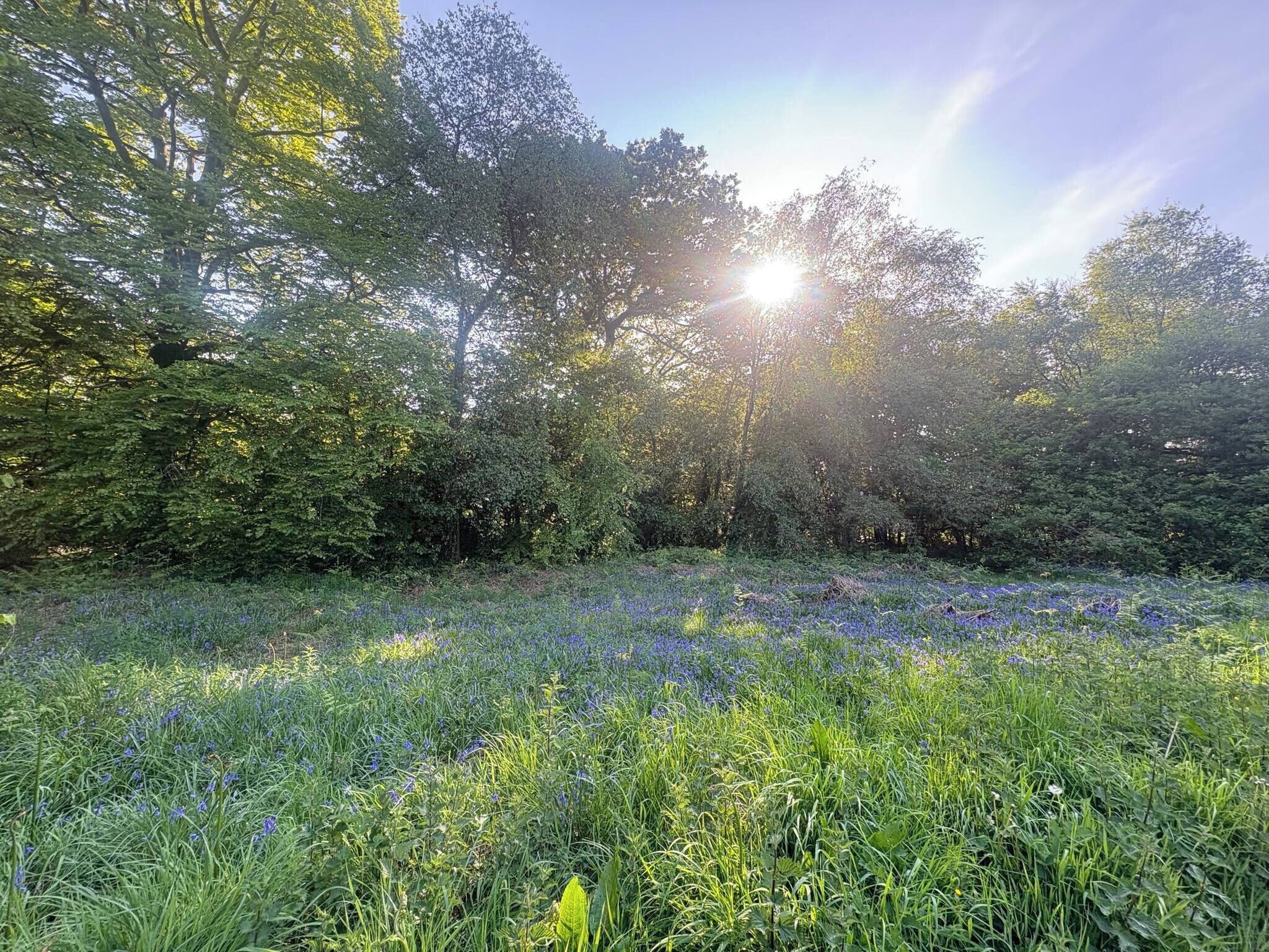 A natural landscape with dense trees and a field of blue flowers.