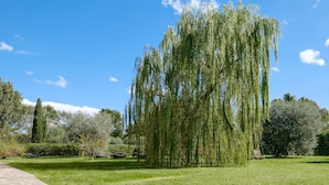 Et wepende piltræ i en park under en klar himmel.