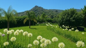 Un champ verdoyant et luxuriant, parsemé de fleurs blanches et bordé d’arbres, et une colline sur laquelle se dresse un bâtiment au loin.