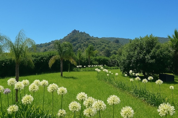 Un champ verdoyant et luxuriant, parsemé de fleurs blanches et bordé d’arbres, et une colline sur laquelle se dresse un bâtiment au loin.