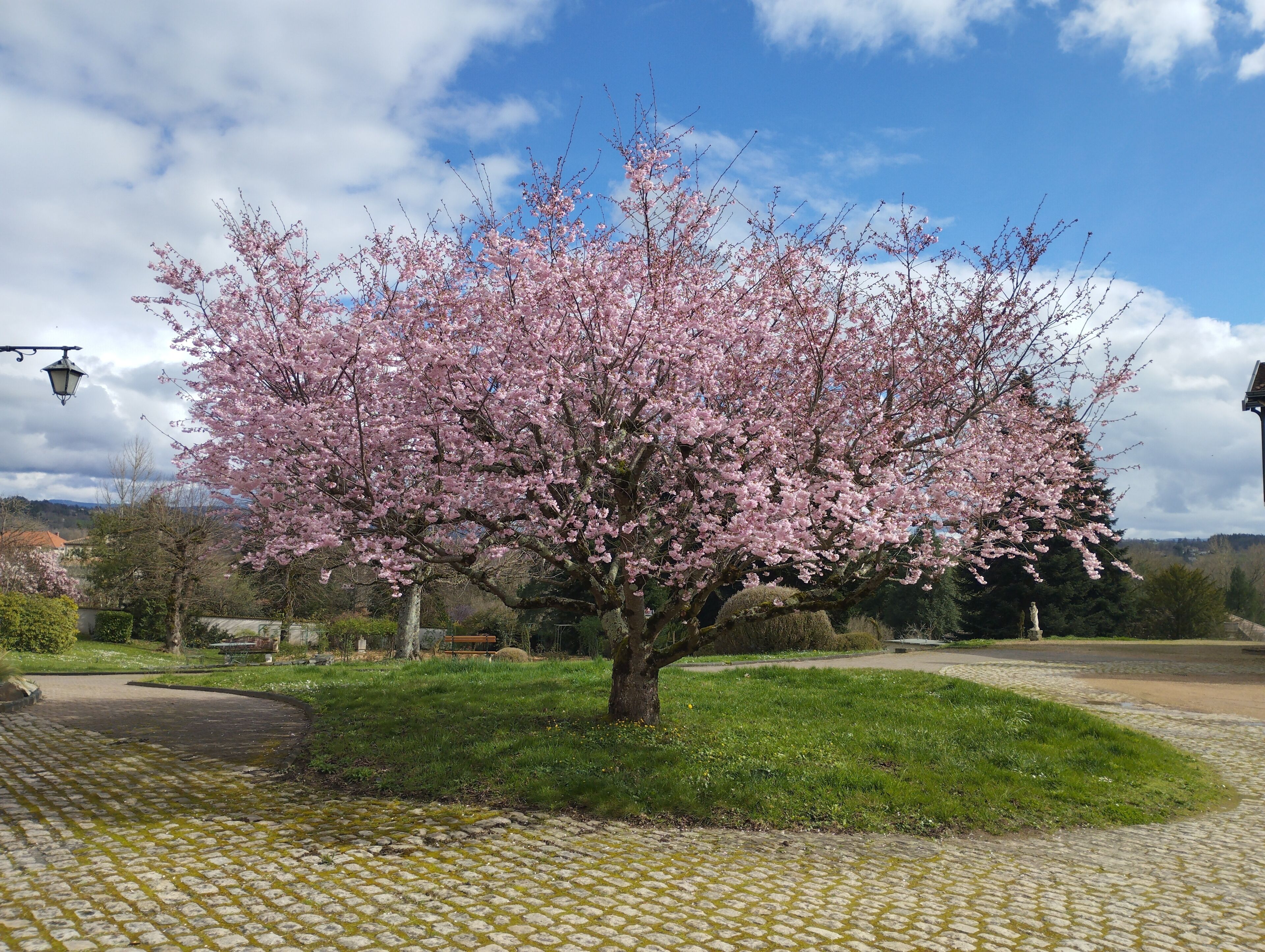 Un albero di ciliegio in piena fioritura, un viale lastricato e una vista in lontananza di un paese.