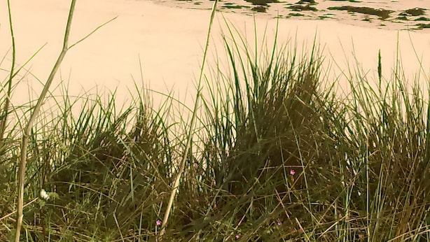 Une plage avec un rivage rocheux, une zone herbeuse et, au loin, une colline sur laquelle se trouve une construction.