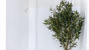 A potted tree in a corner of a room with a white door and a grey rug. - Cozy Flat Near Hyde Park! (Greater London)