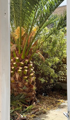 Garden view